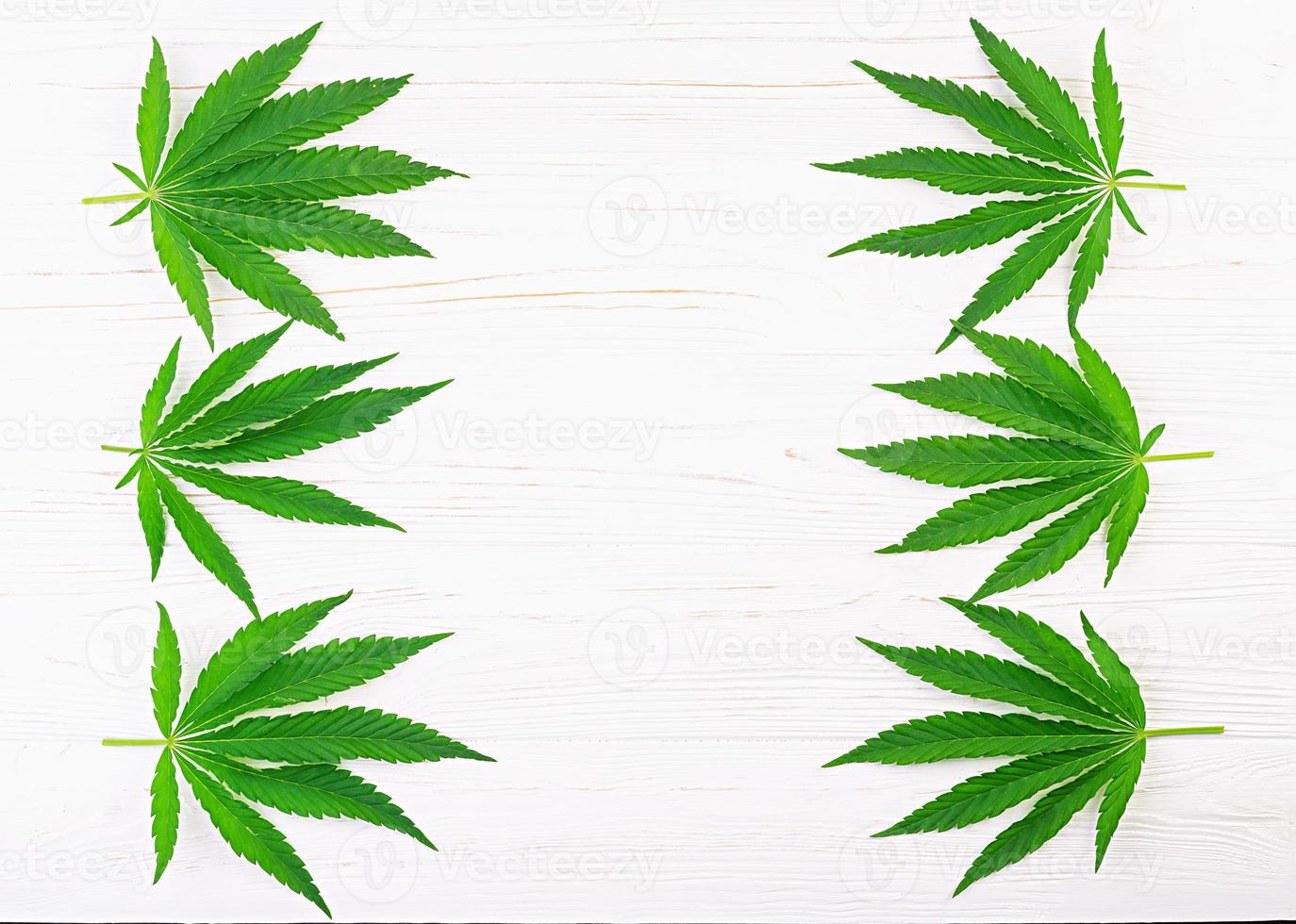 hojas verdes de cannabis. hojas de cáñamo. vista superior. endecha plana foto