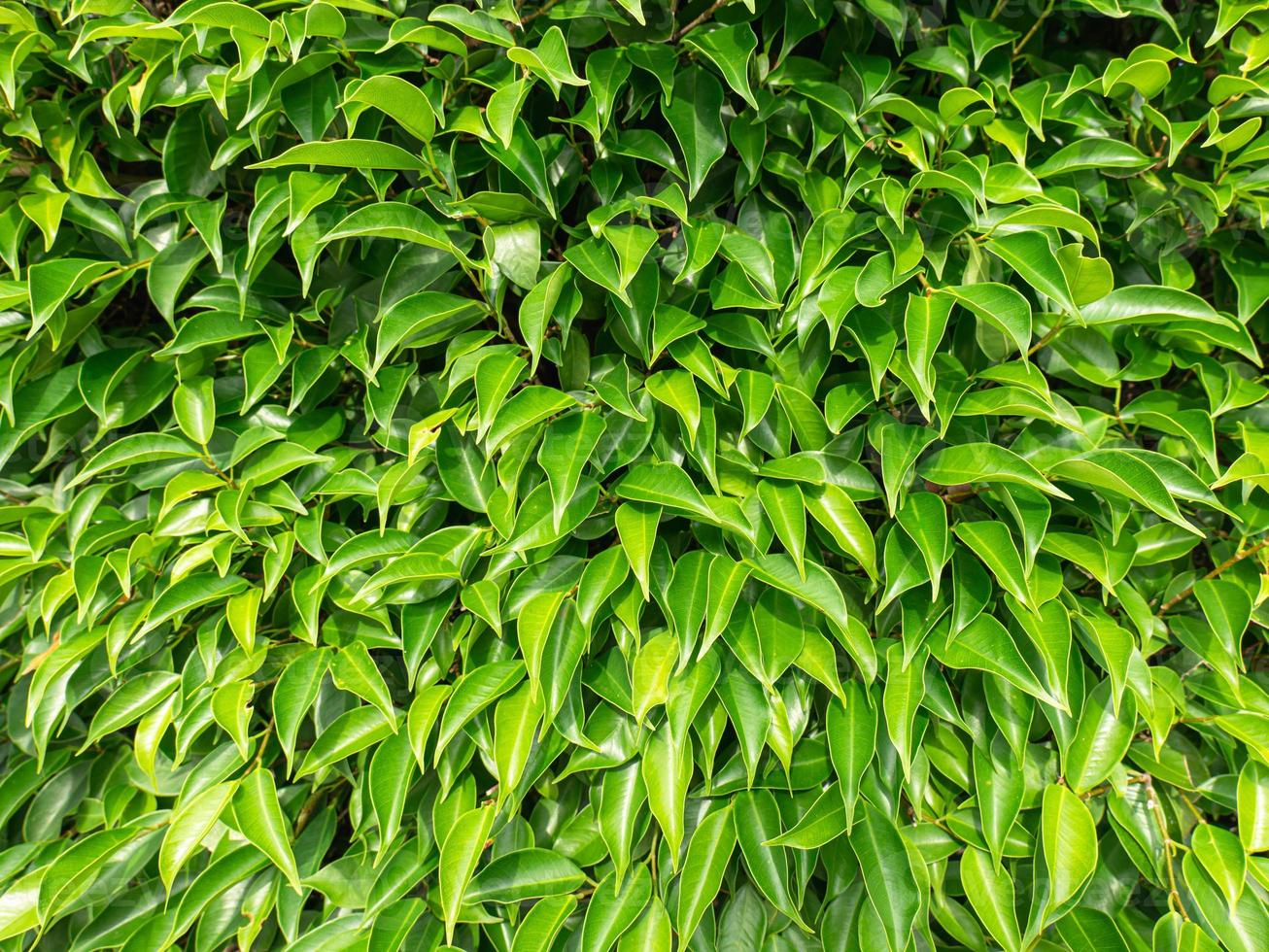 all green bushes It is the surface of many leaves overlapping, making it appear as a patterned background. photo