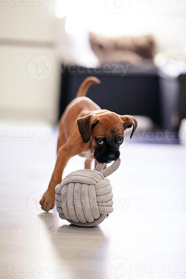 Boxer puppy dog photo