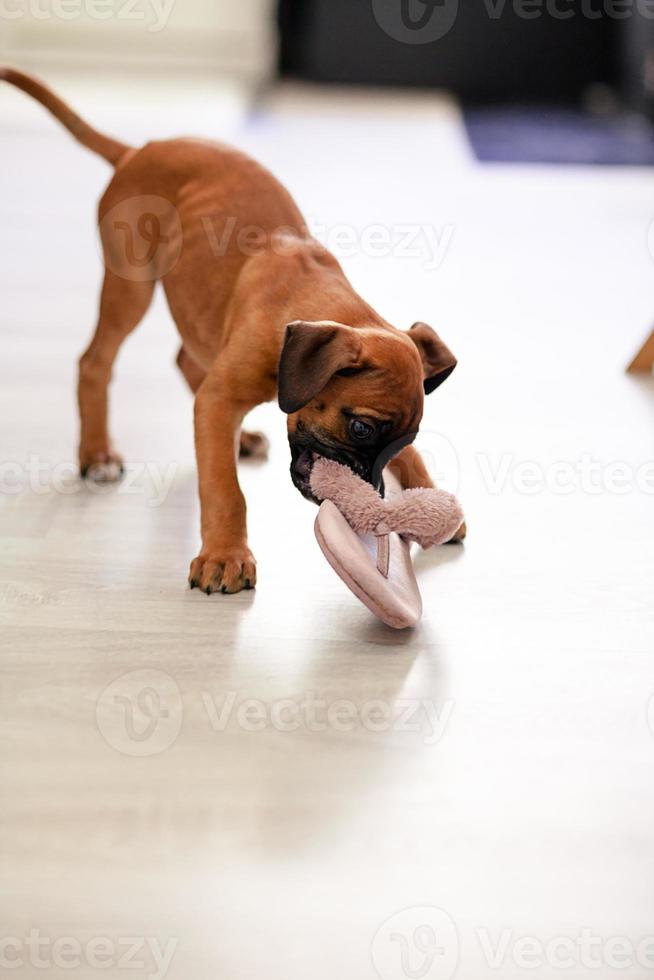 Boxer puppy dog photo