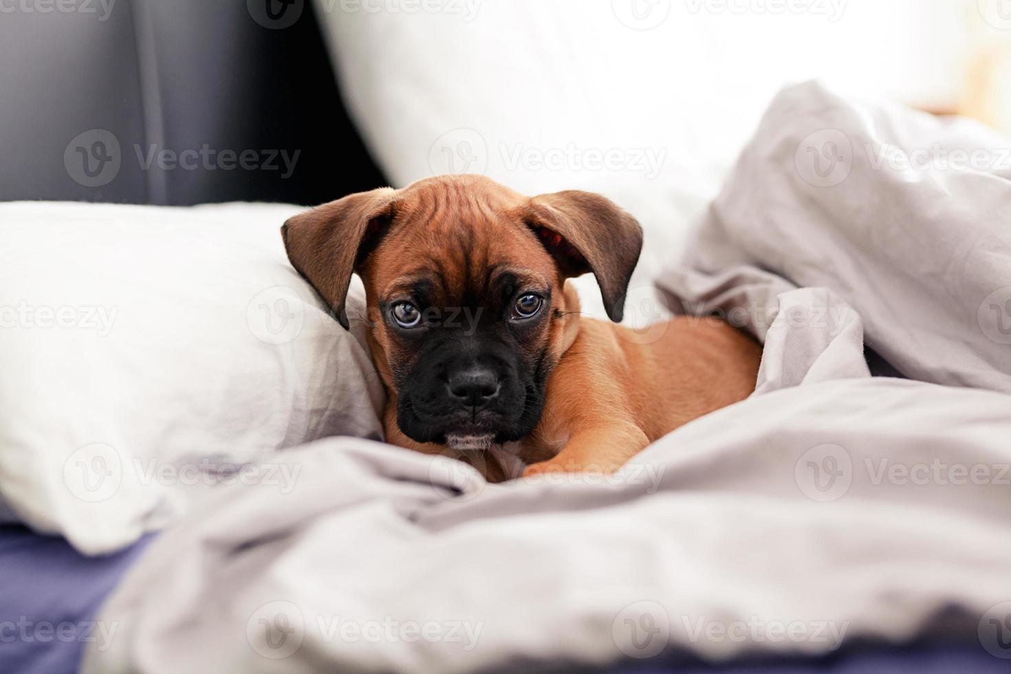 Boxer puppy dog photo