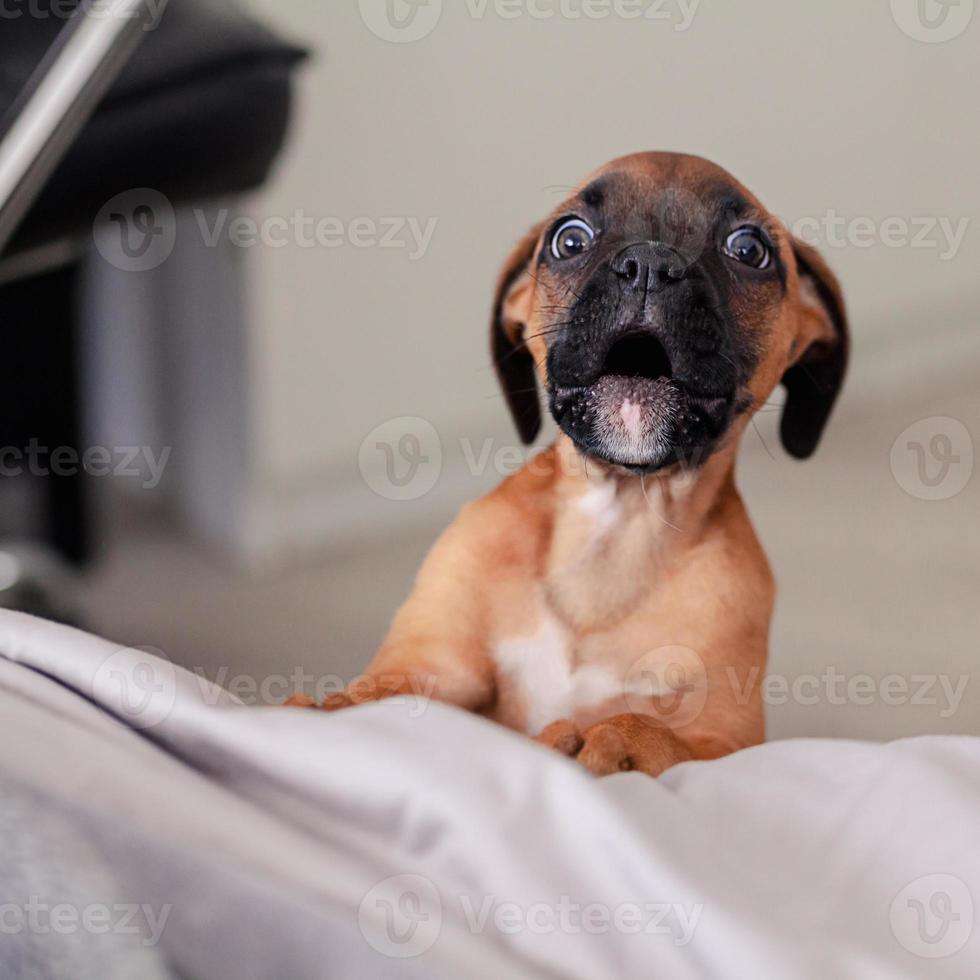 cachorro de boxeador foto