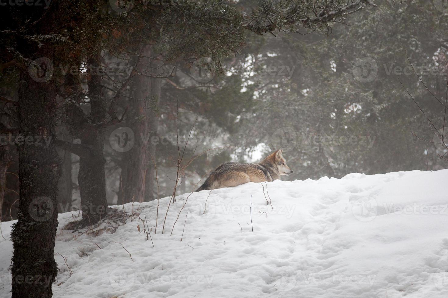 lobo en estado salvaje, invierno en los pirineos, nieve y bosque foto