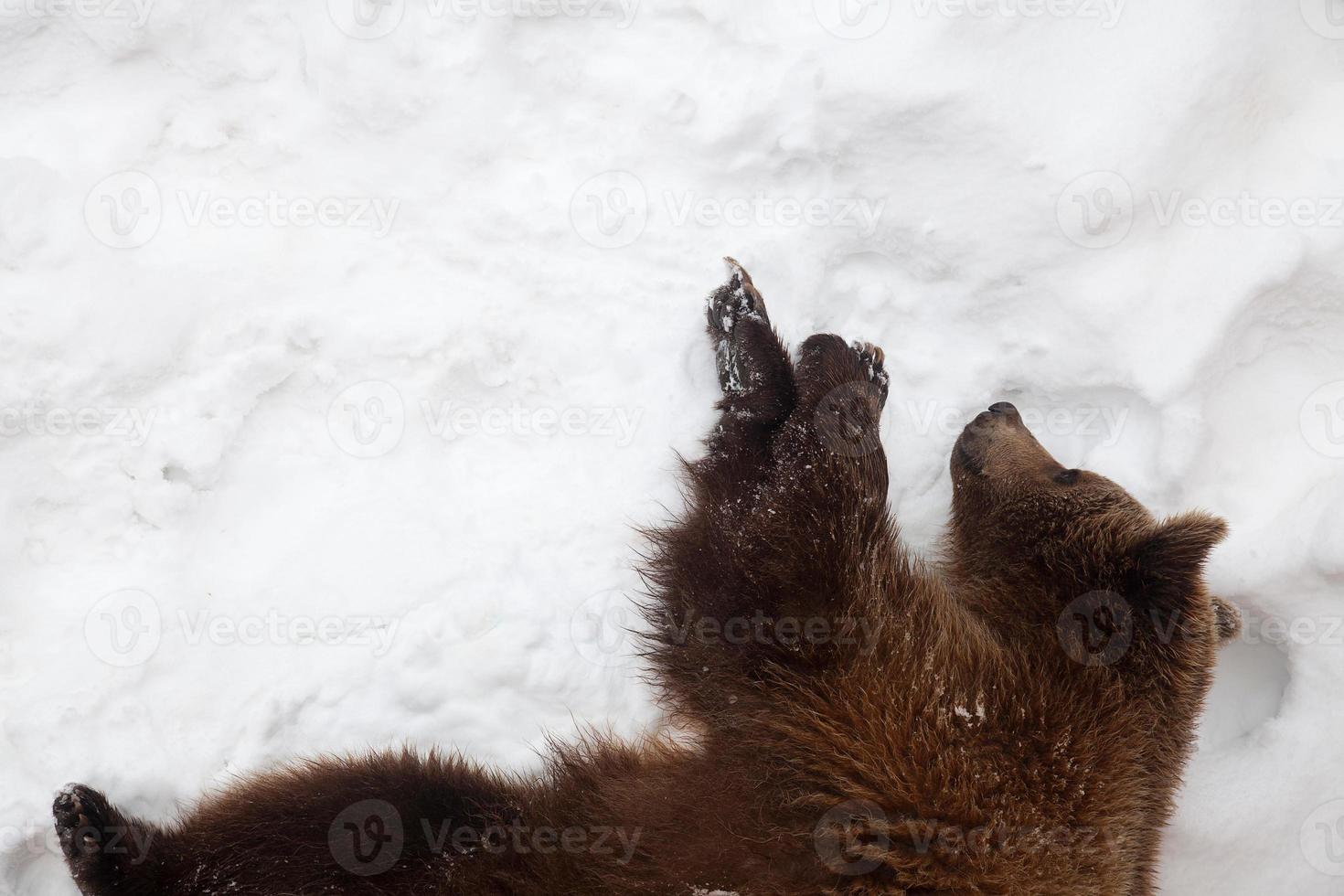 Brown bear in nature, playing with the snow photo