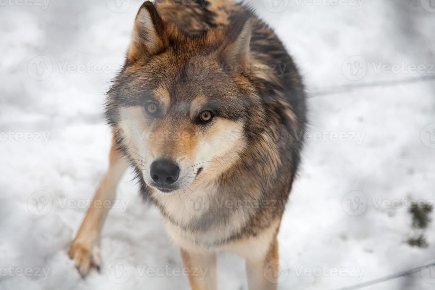 lobo en estado salvaje, invierno en los pirineos, nieve y bosque foto