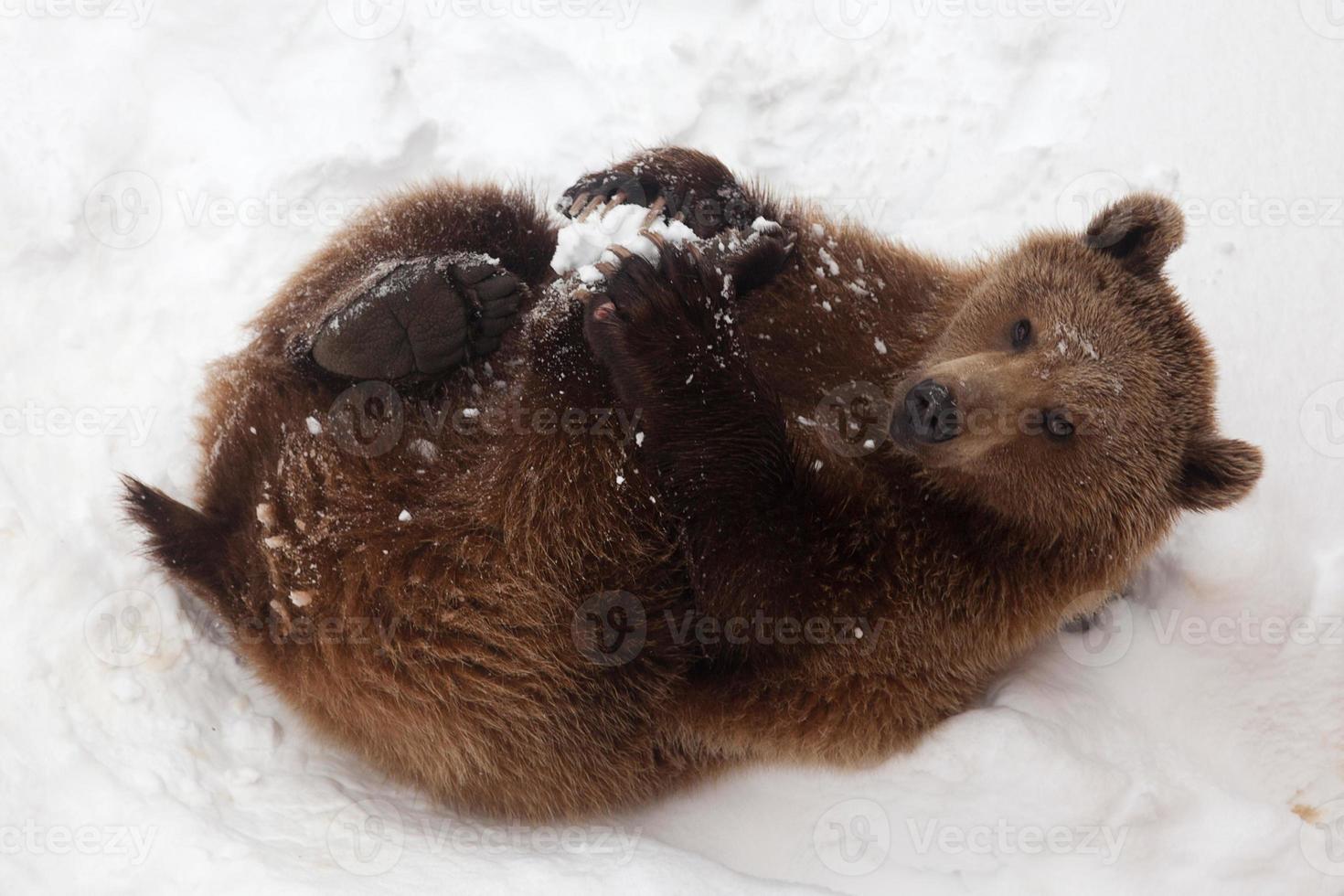 Brown bear in nature, playing with the snow photo