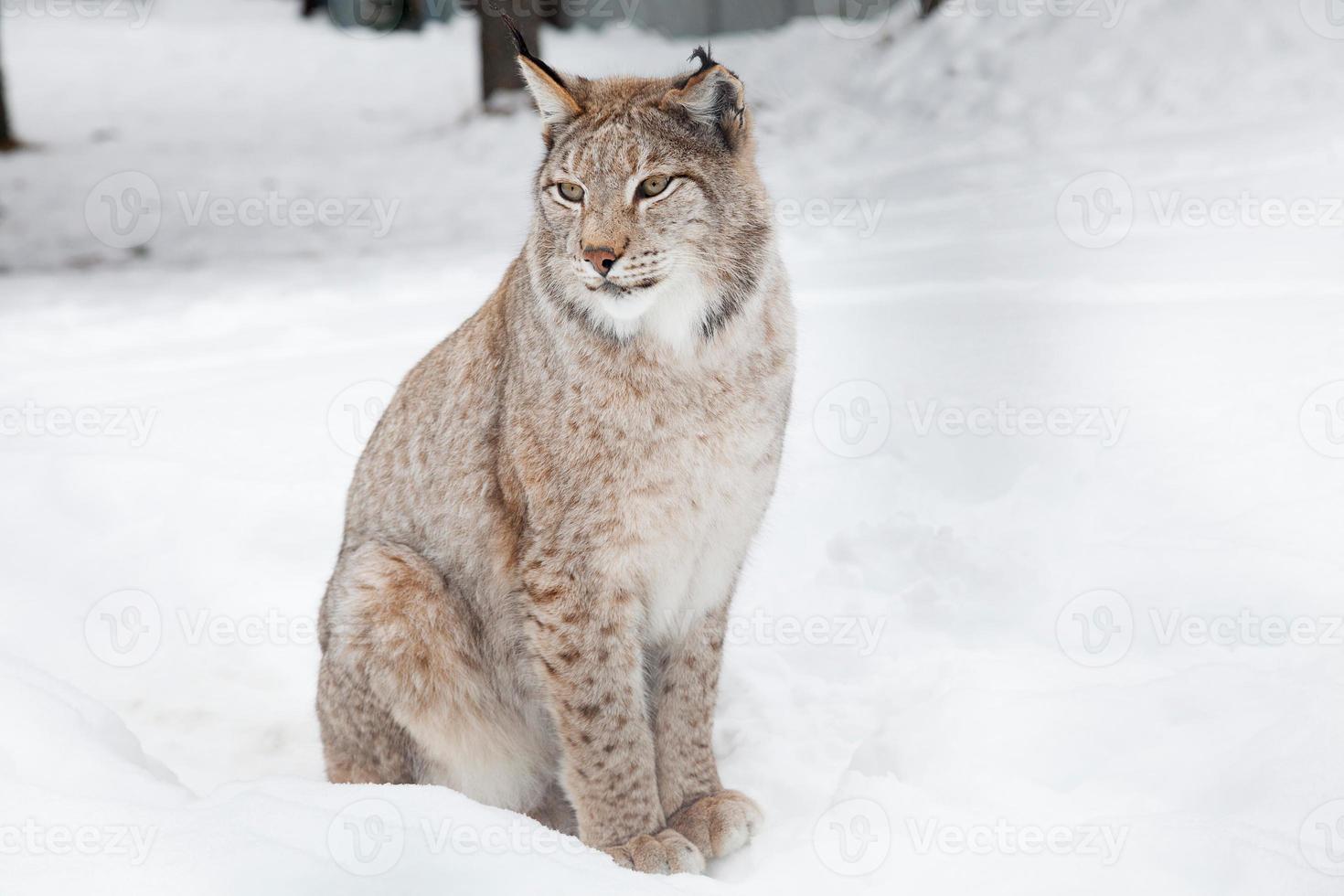 lynx in the forest, winter and snow photo