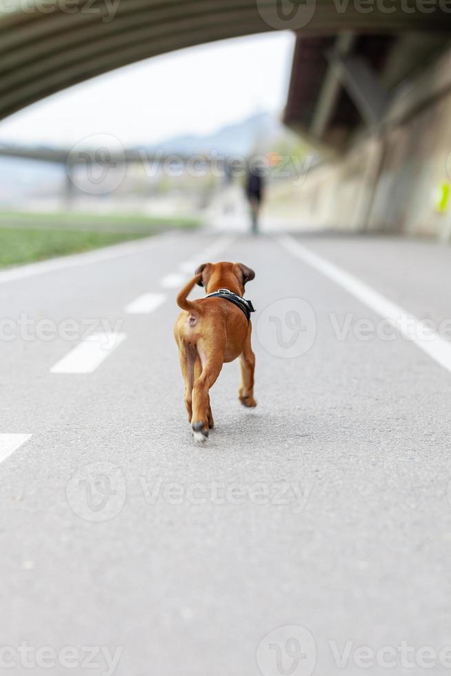 Boxer puppy dog taking a walk in the park photo