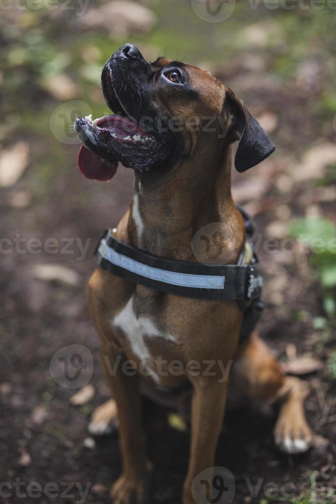 Boxer dog in the nature, landscape, forest and friends photo