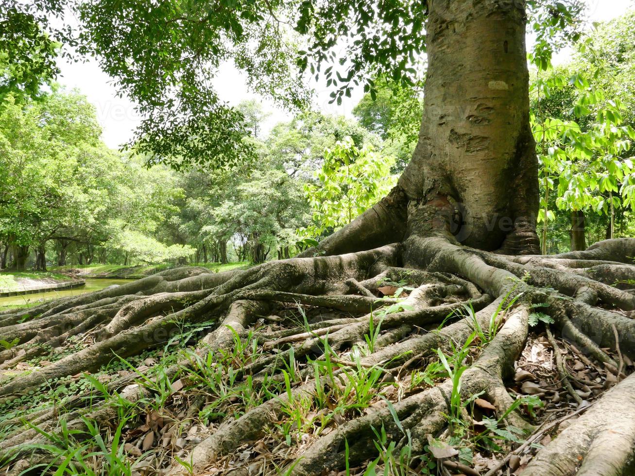 A large tree with roots covering the ground, a large tree in the garden photo