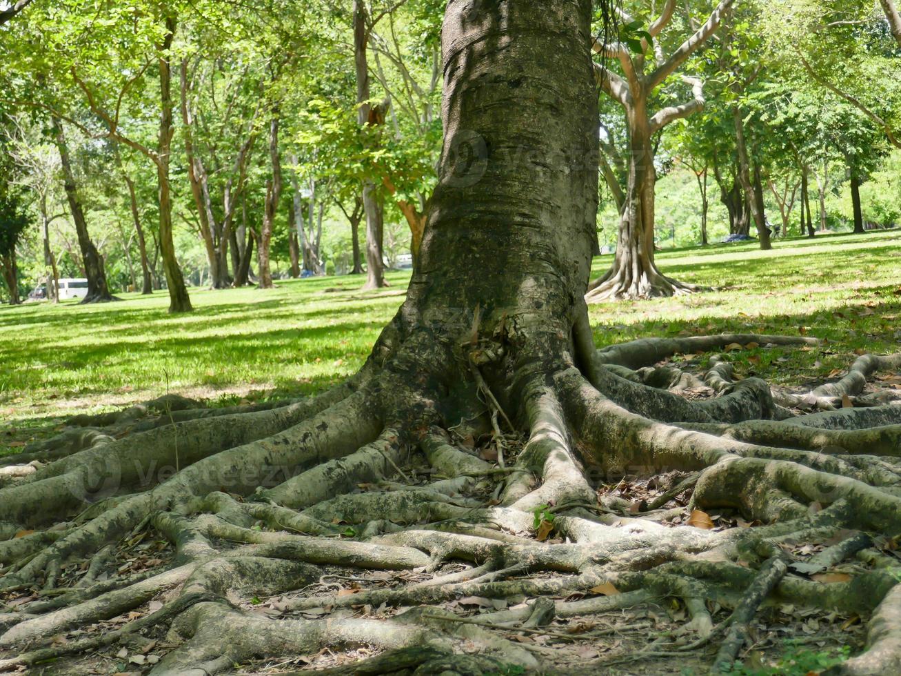 A large tree with roots covering the ground, a large tree in the garden photo