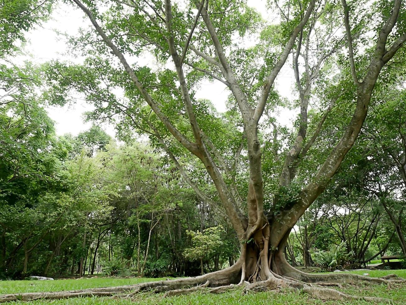 A large tree with roots covering the ground, a large tree in the garden photo