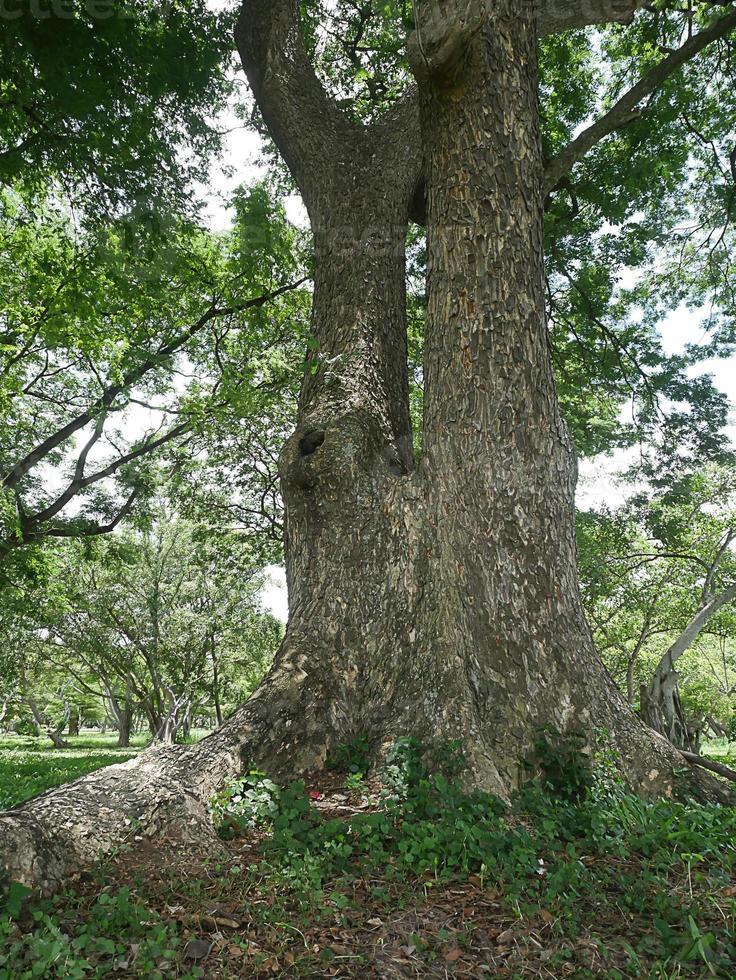 A large tree with roots covering the ground, a large tree in the garden photo