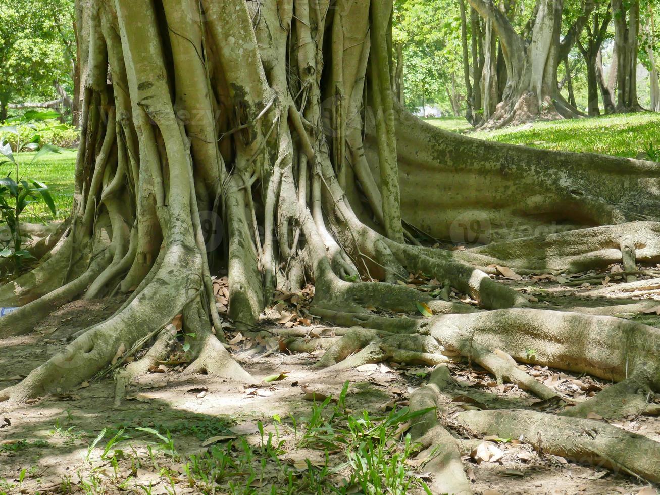 A large tree with roots covering the ground, a large tree in the garden photo