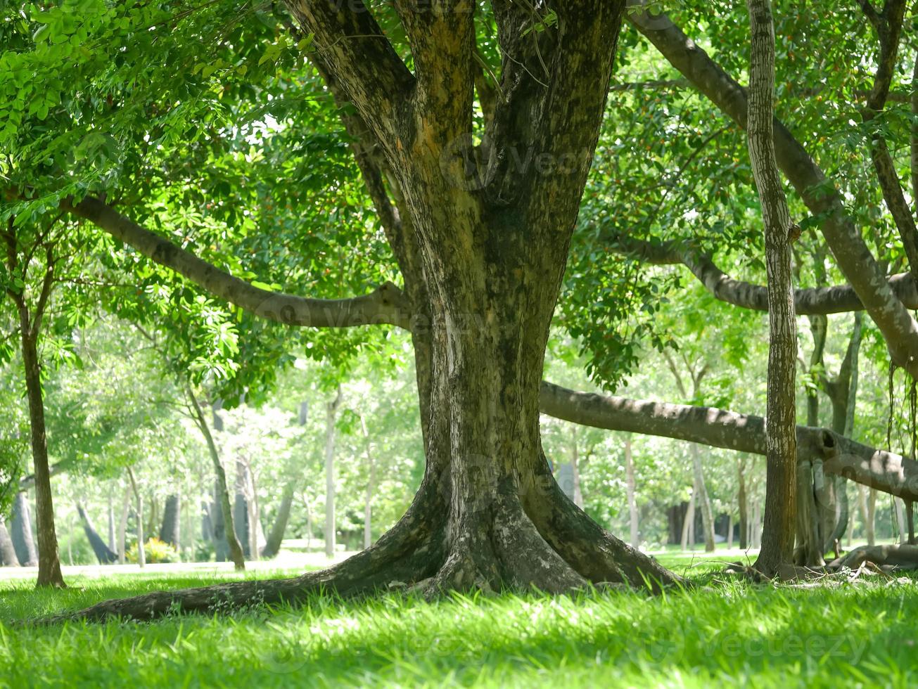 un gran árbol con raíces que cubren el suelo, un gran árbol en el jardín foto