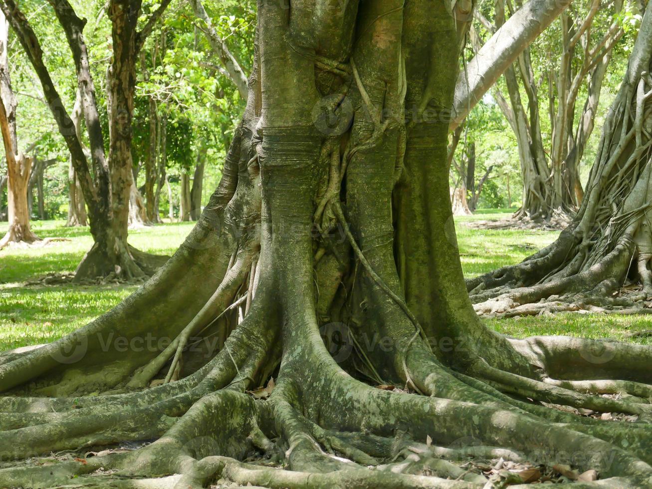 A large tree with roots covering the ground, a large tree in the garden photo