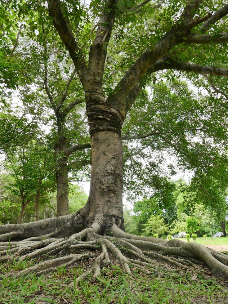 A large tree with roots covering the ground, a large tree in the garden photo