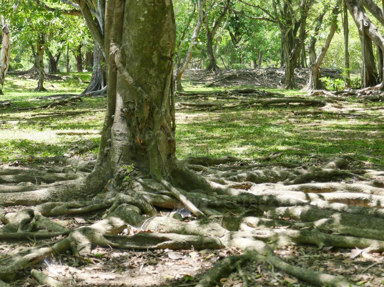 un gran árbol con raíces que cubren el suelo, un gran árbol en el jardín foto