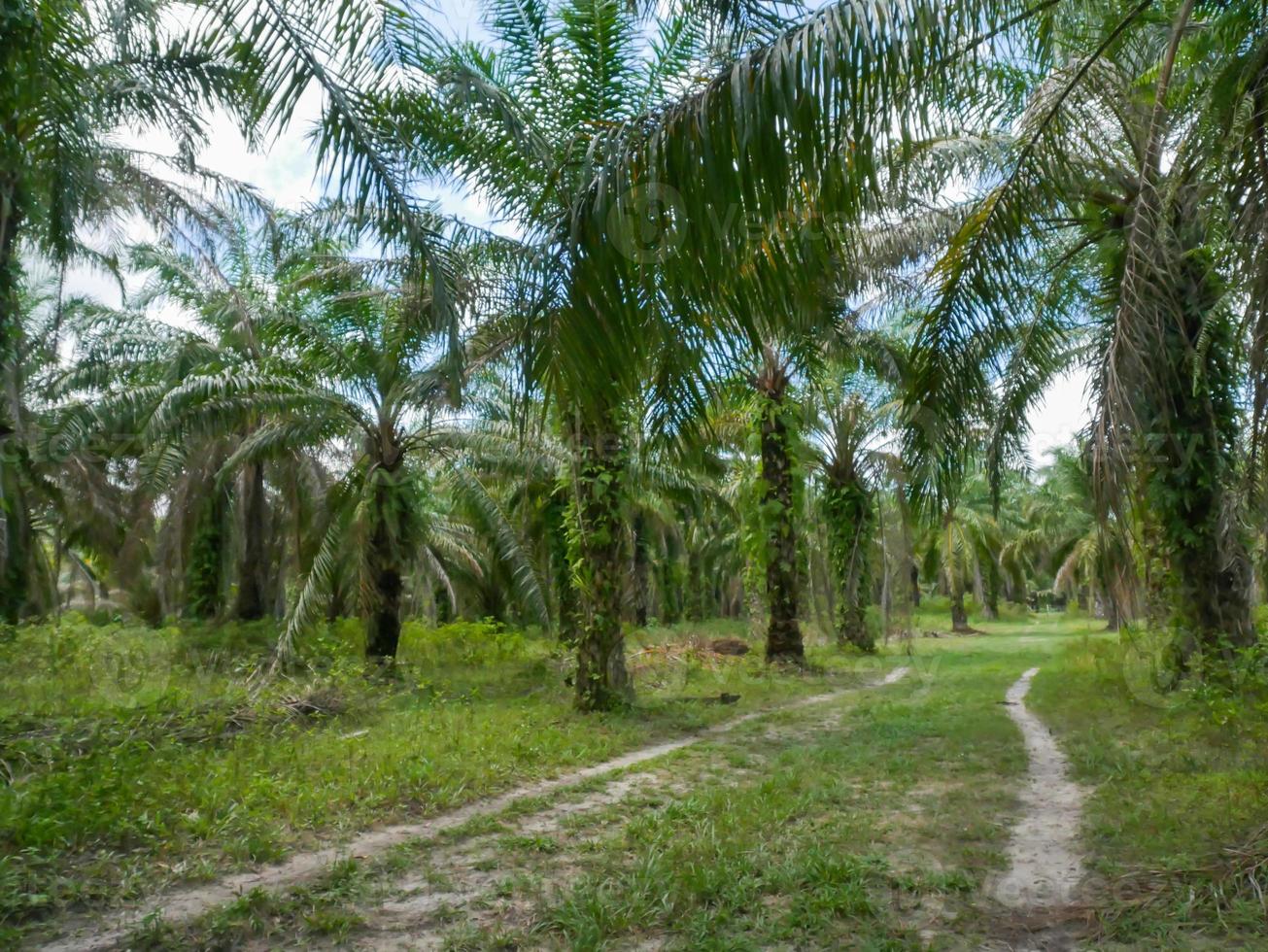 Oil palm oil, economic crops of farmers in southern Thailand. photo