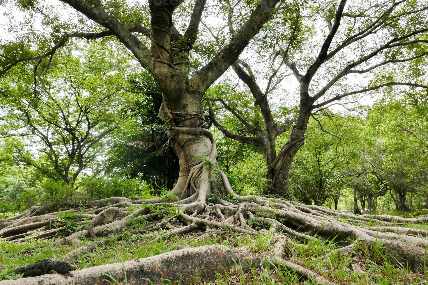 A large tree with roots covering the ground, a large tree in the garden photo