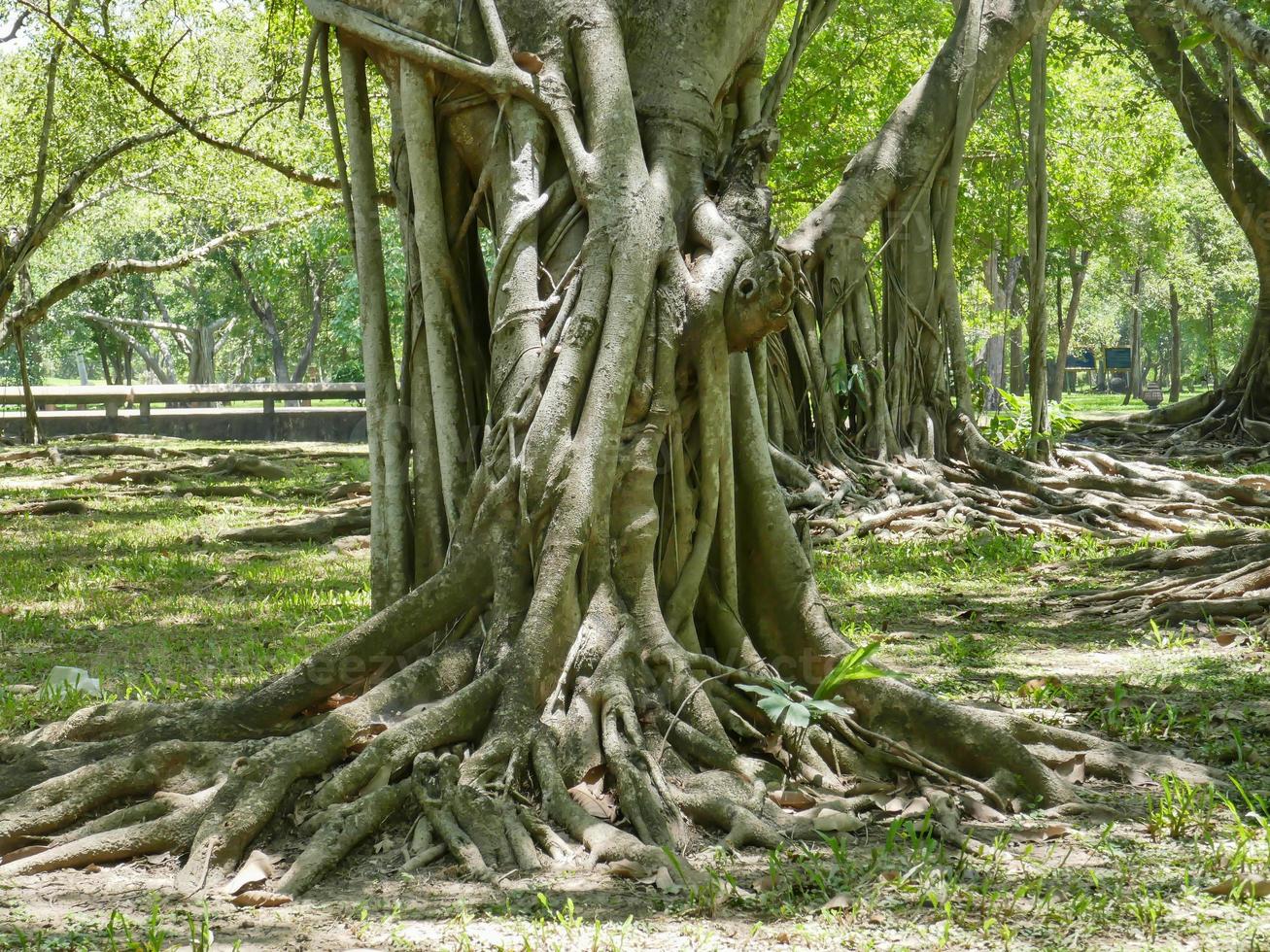 A large tree with roots covering the ground, a large tree in the garden photo