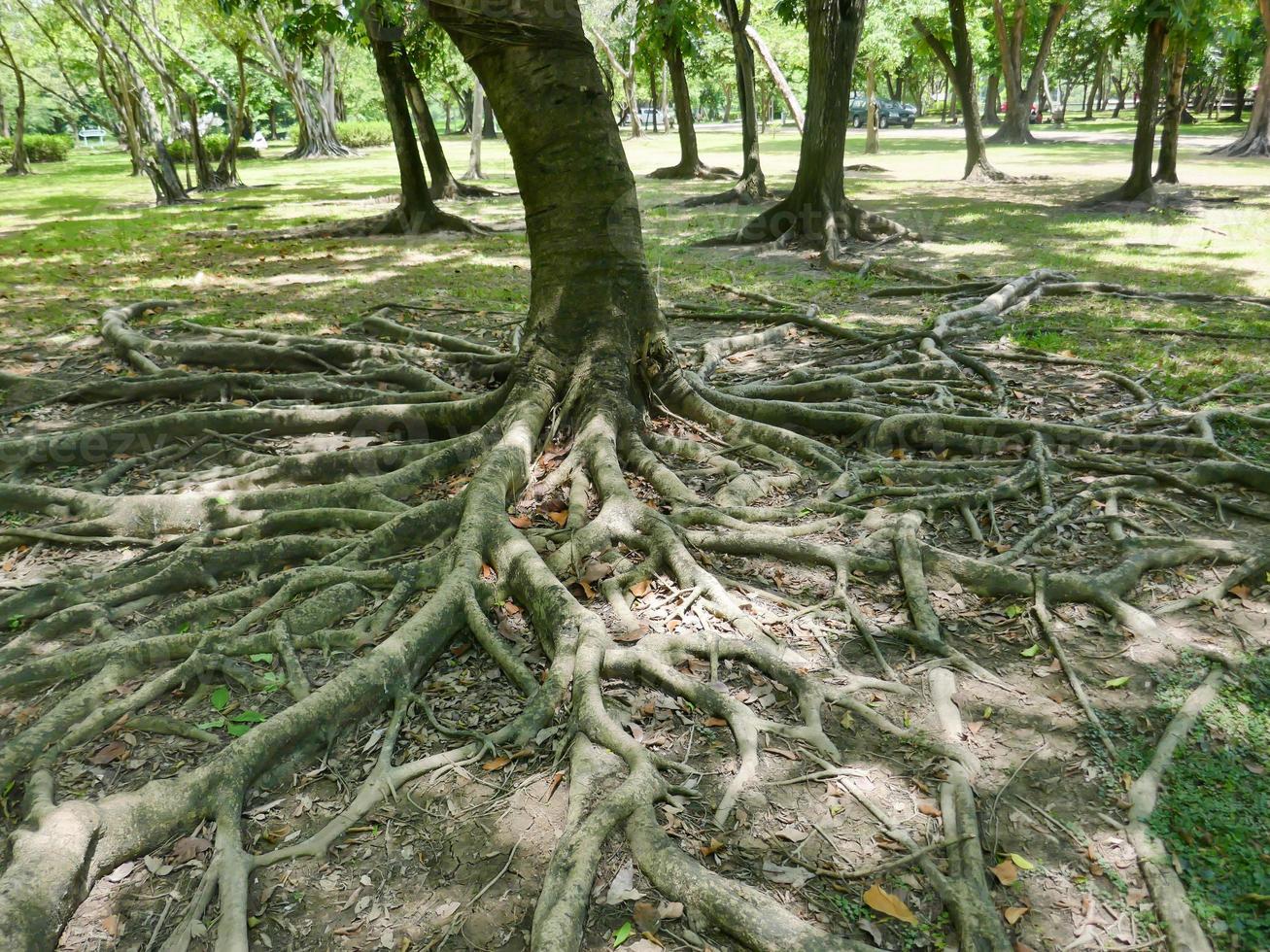 A large tree with roots covering the ground, a large tree in the garden photo