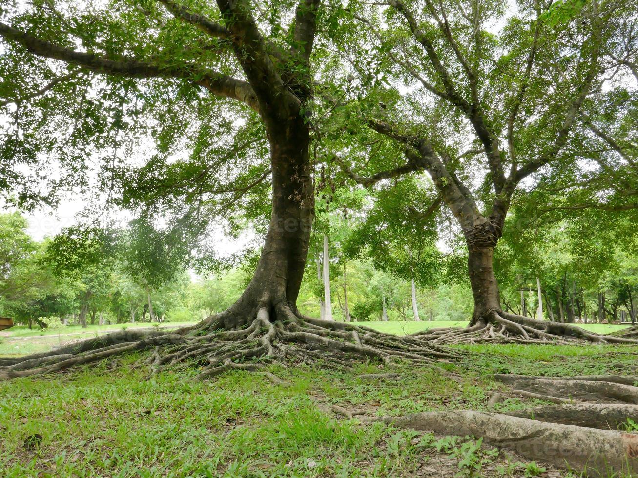 A large tree with roots covering the ground, a large tree in the garden photo