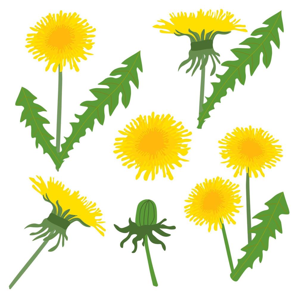 Set of vector stylized dandelions. dandelions on a white background