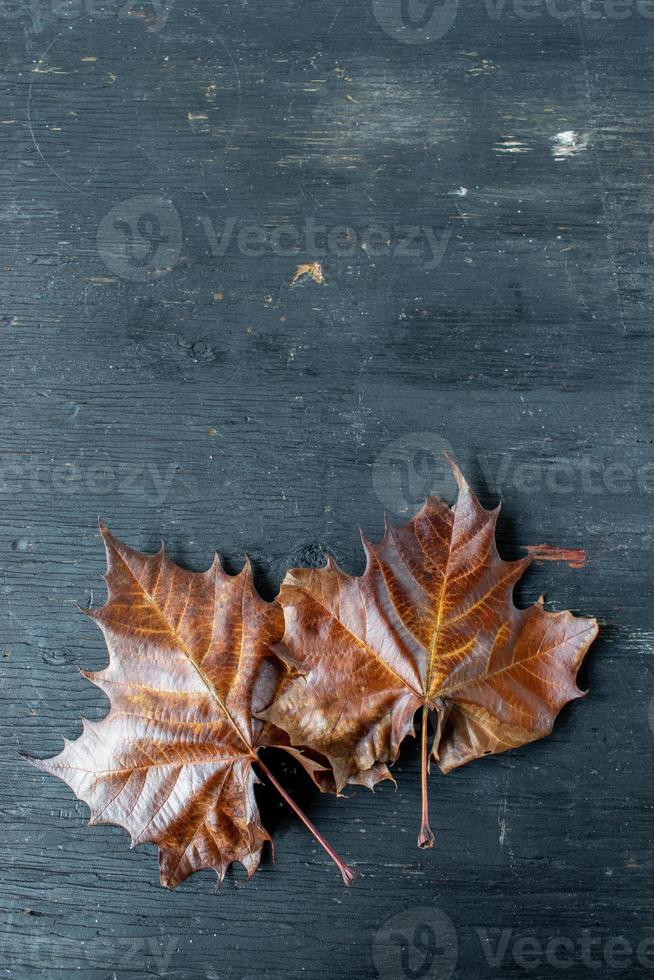 fall color leaves border with rustic wood copy space flat lay photo