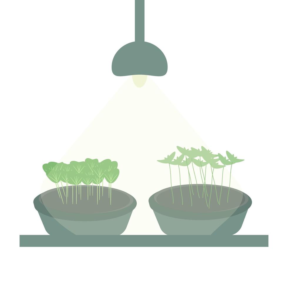 Microgreens of two types in pots and under the rays of light vector