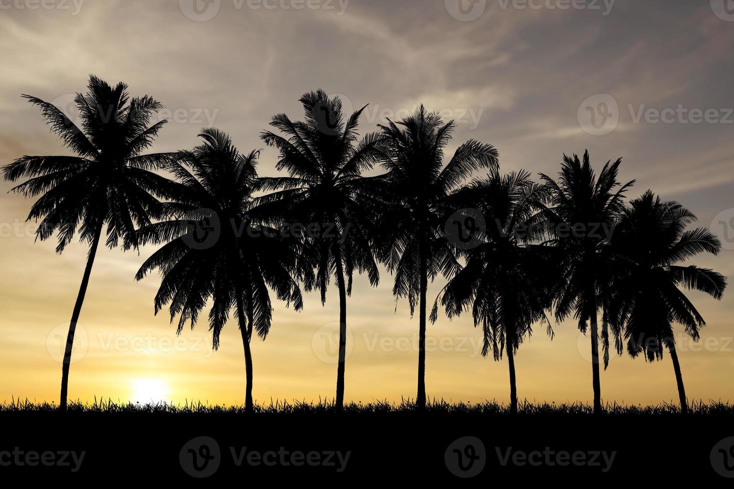Silhouette of coconut trees in a beautiful evening photo