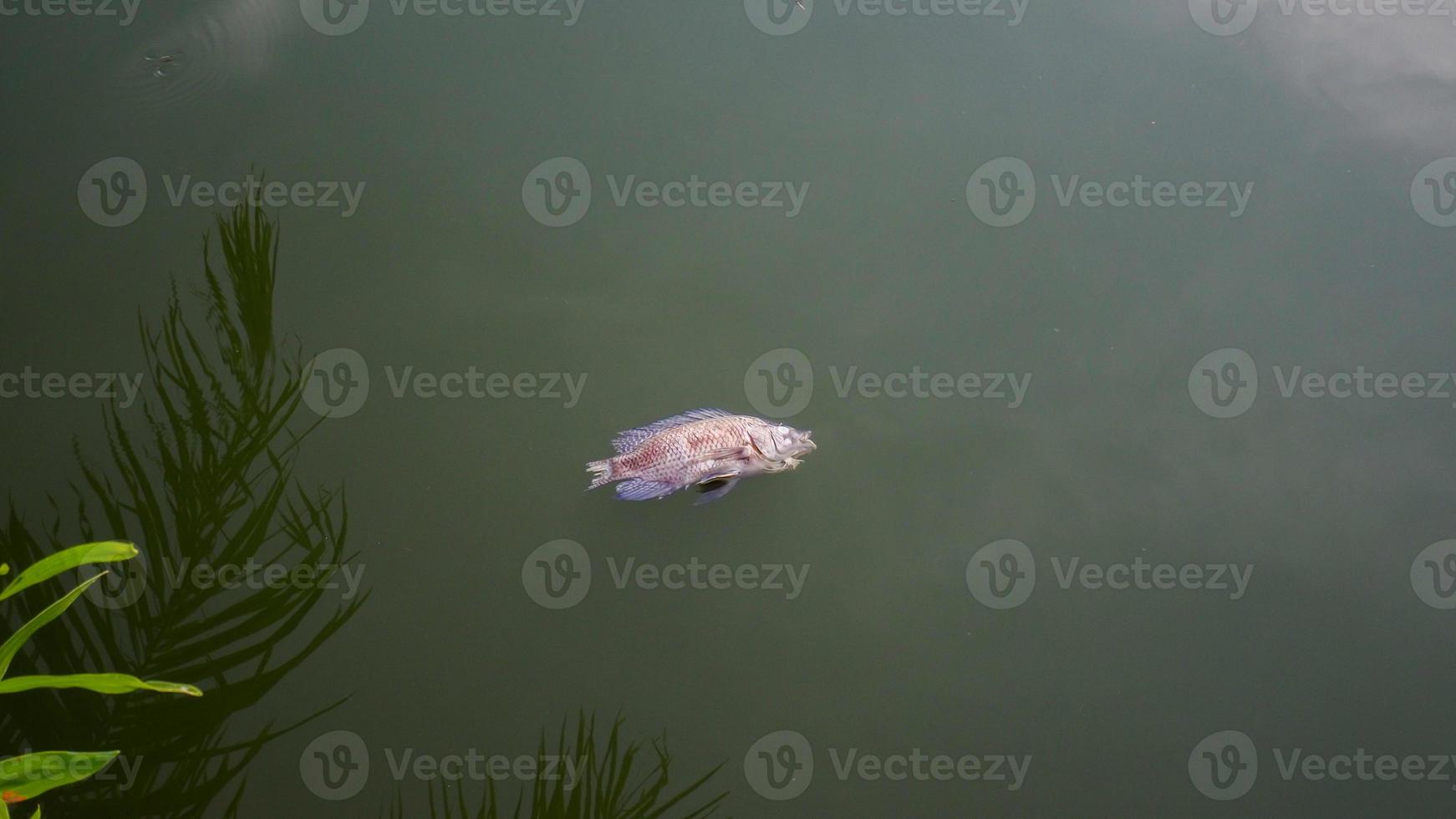 The fish died in the swamp because of the rotten water. water pollution concept photo