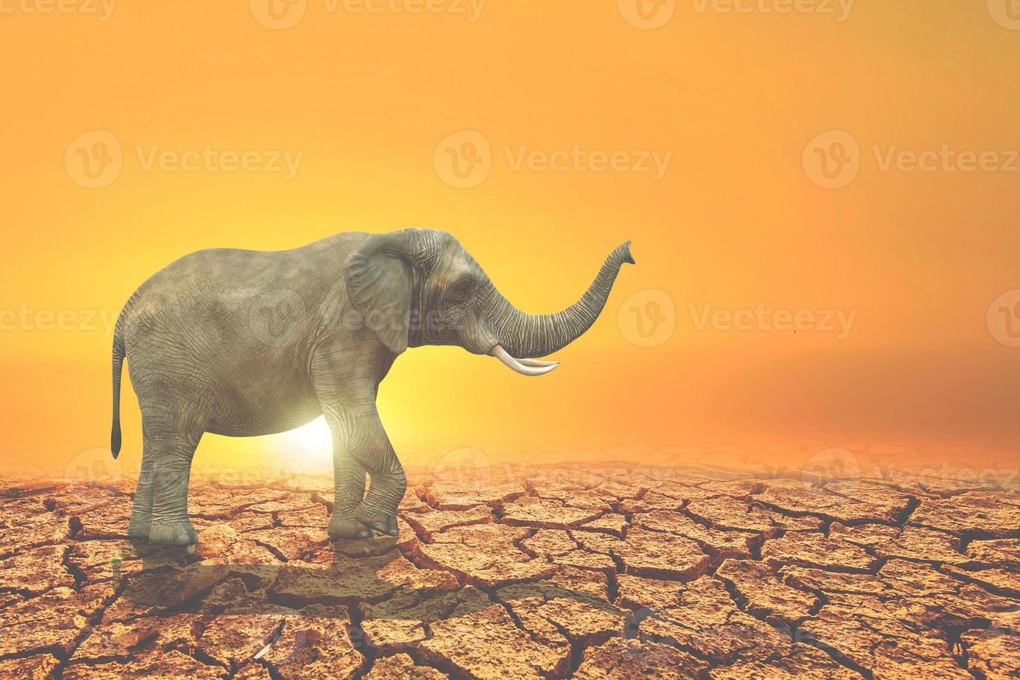 Forest conservation concept for wildlife. An elephant searching for food in arid land lacks water. photo
