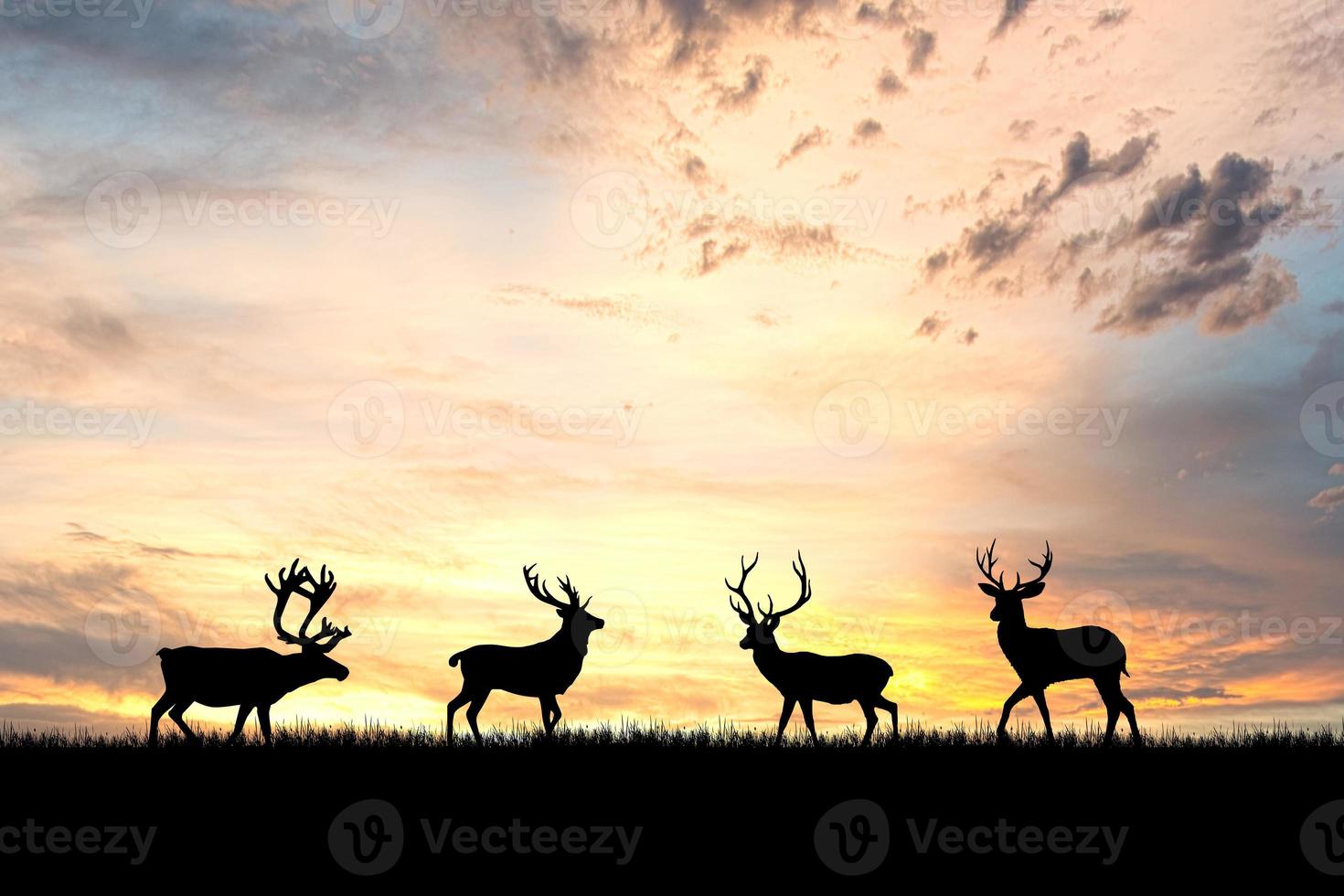 siluetas de ciervos en un hermoso prado de luz. concepto de vida silvestre en la naturaleza foto