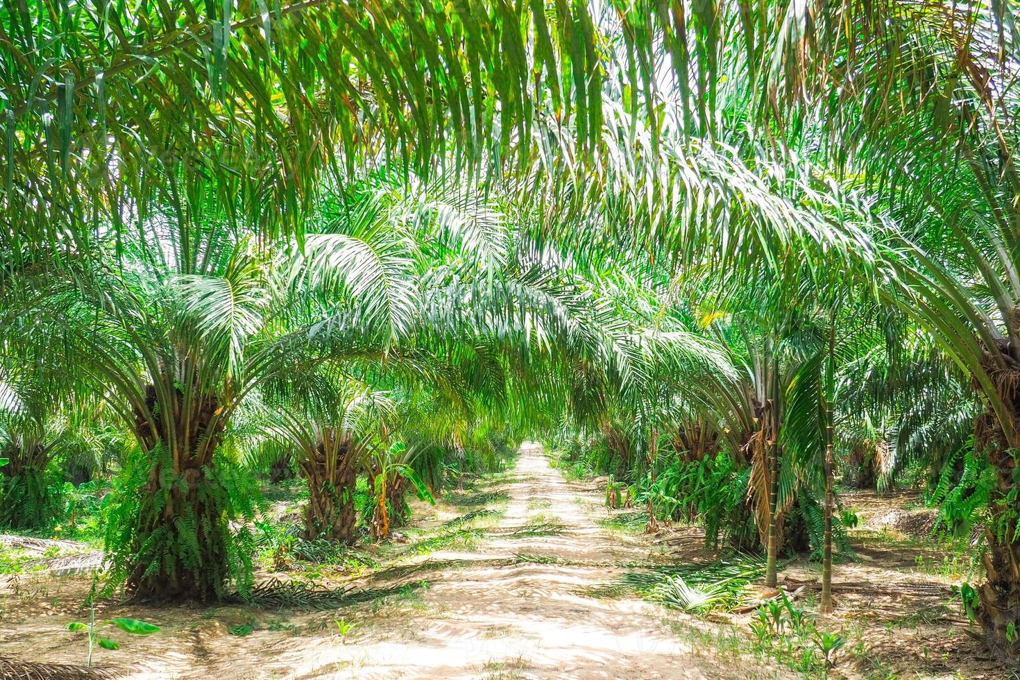 6-year-old oil palm plots in Thailand photo