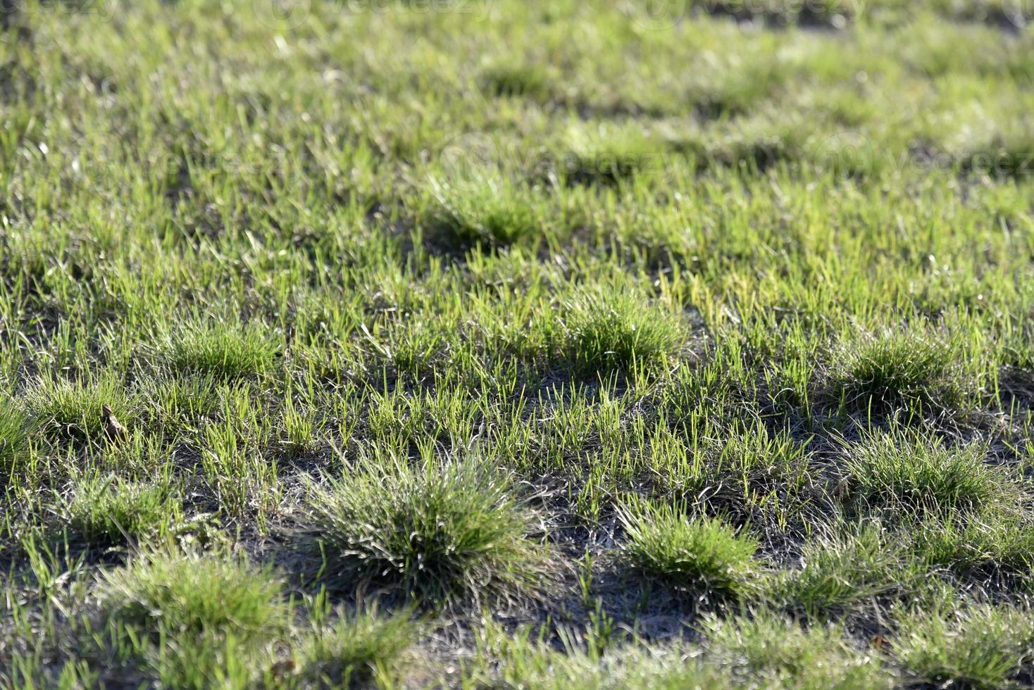 Green spring grass in the garden in the sunlight photo