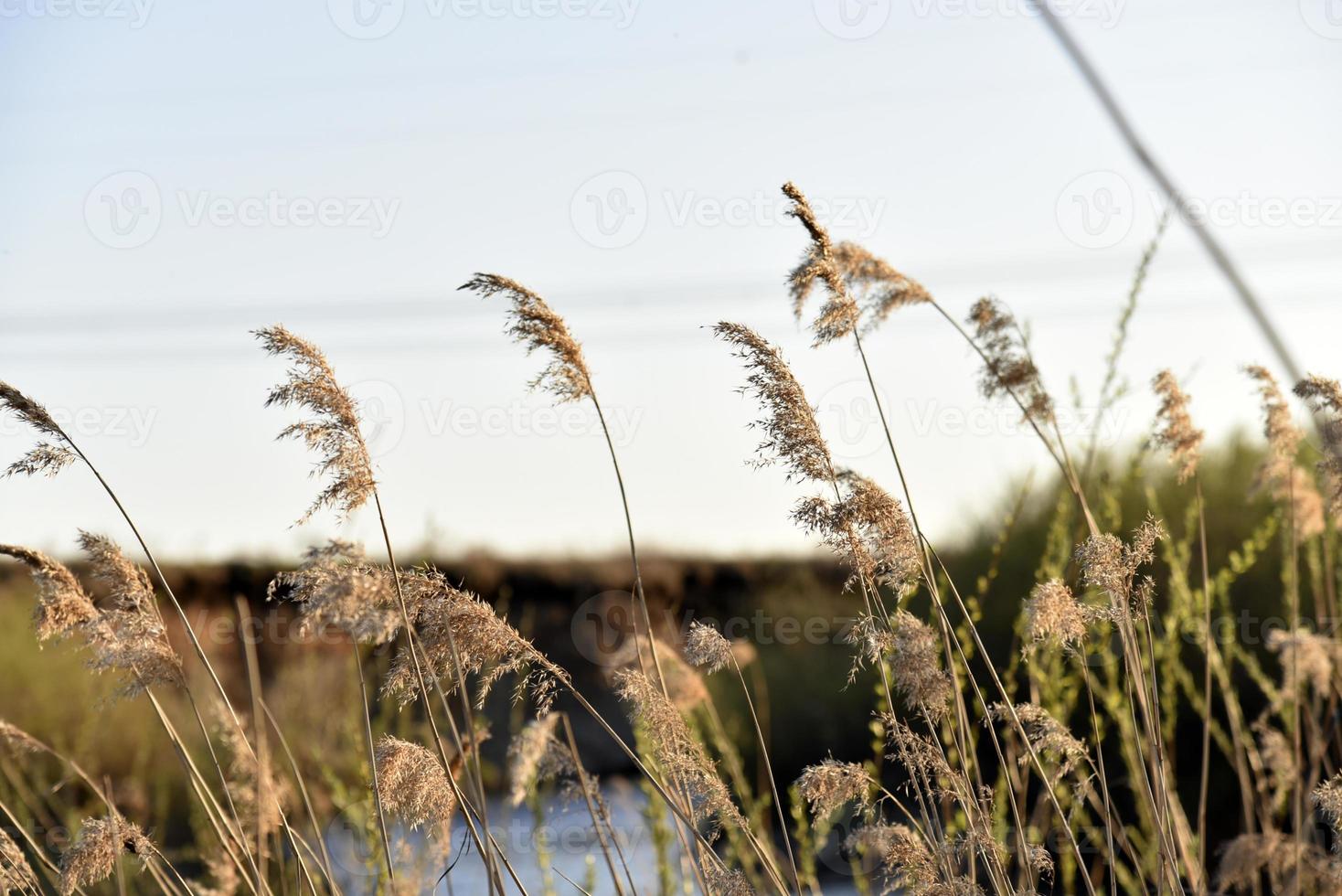 scirpus reed es un género de plantas acuáticas costeras perennes y anuales de la familia de las juncias foto