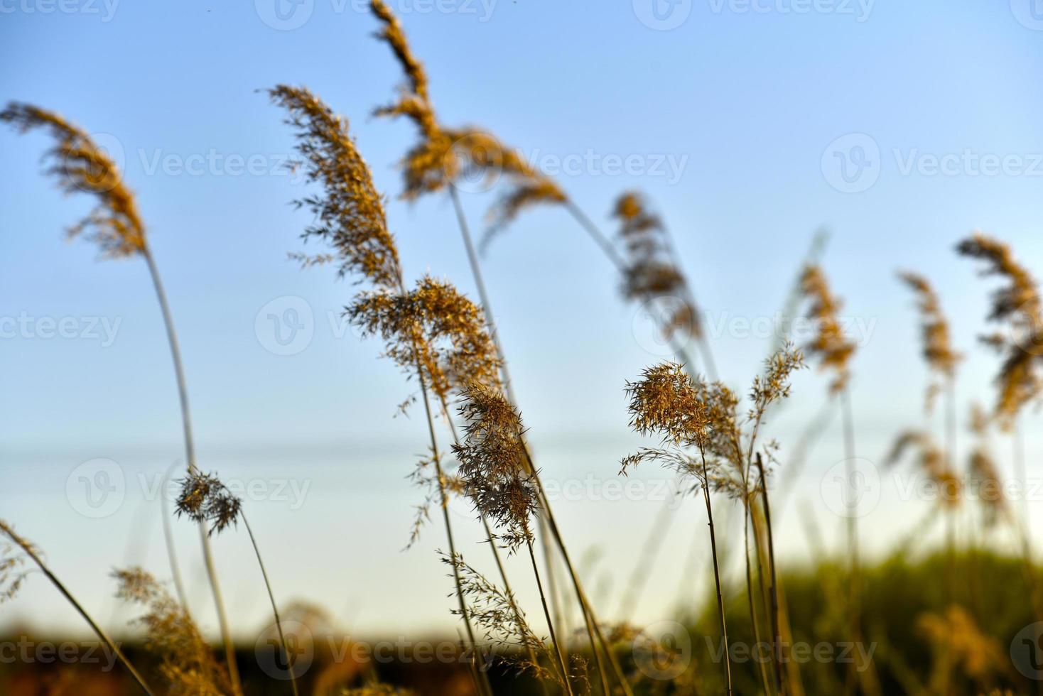 Scirpus reed is a genus of perennial and annual coastal aquatic plants of the Sedge family photo