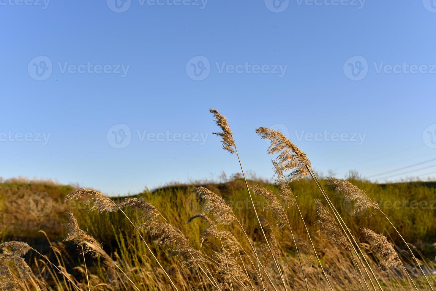 Scirpus reed is a genus of perennial and annual coastal aquatic plants of the Sedge family photo