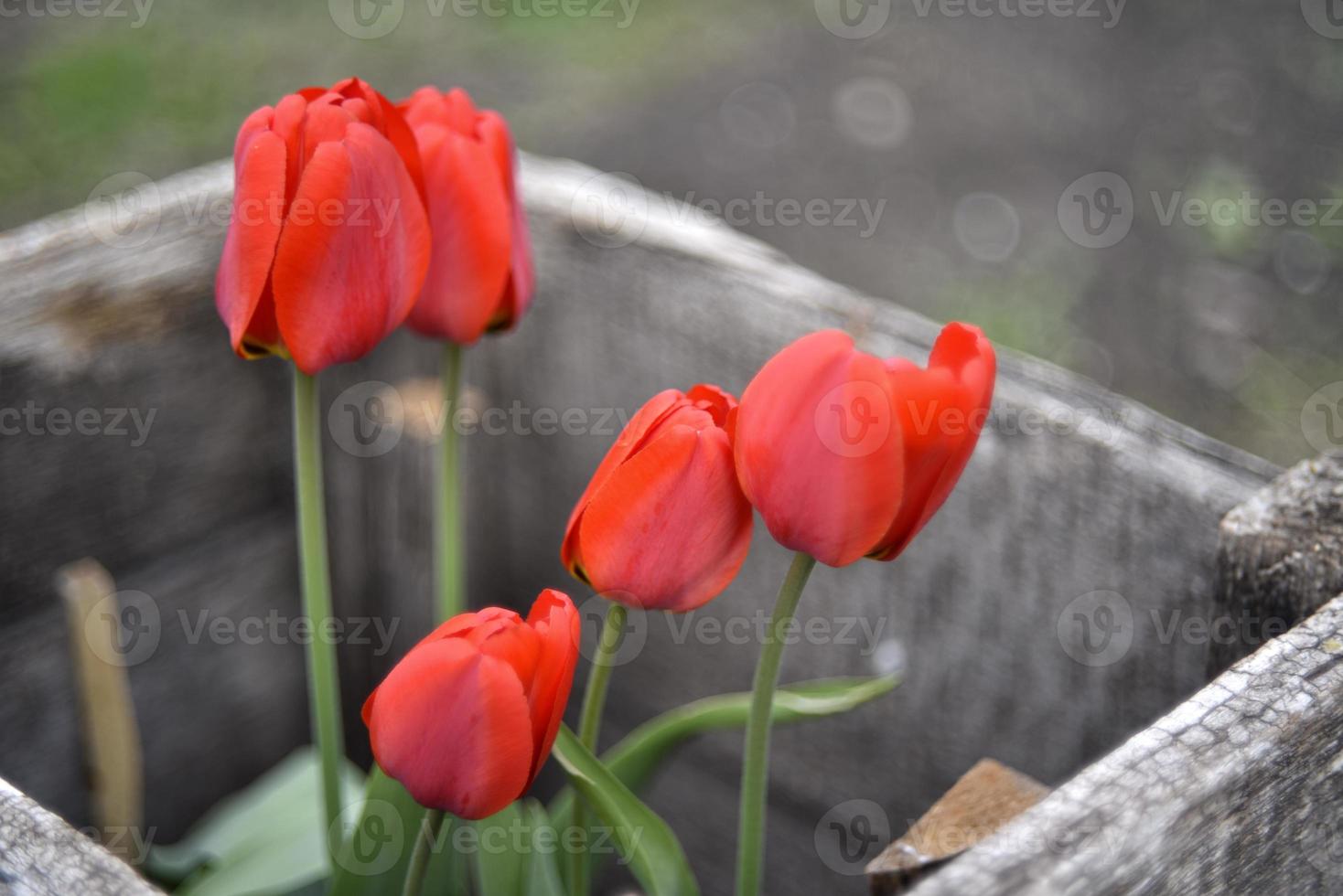 tulipanes de primavera jugosos rojos en el jardín foto