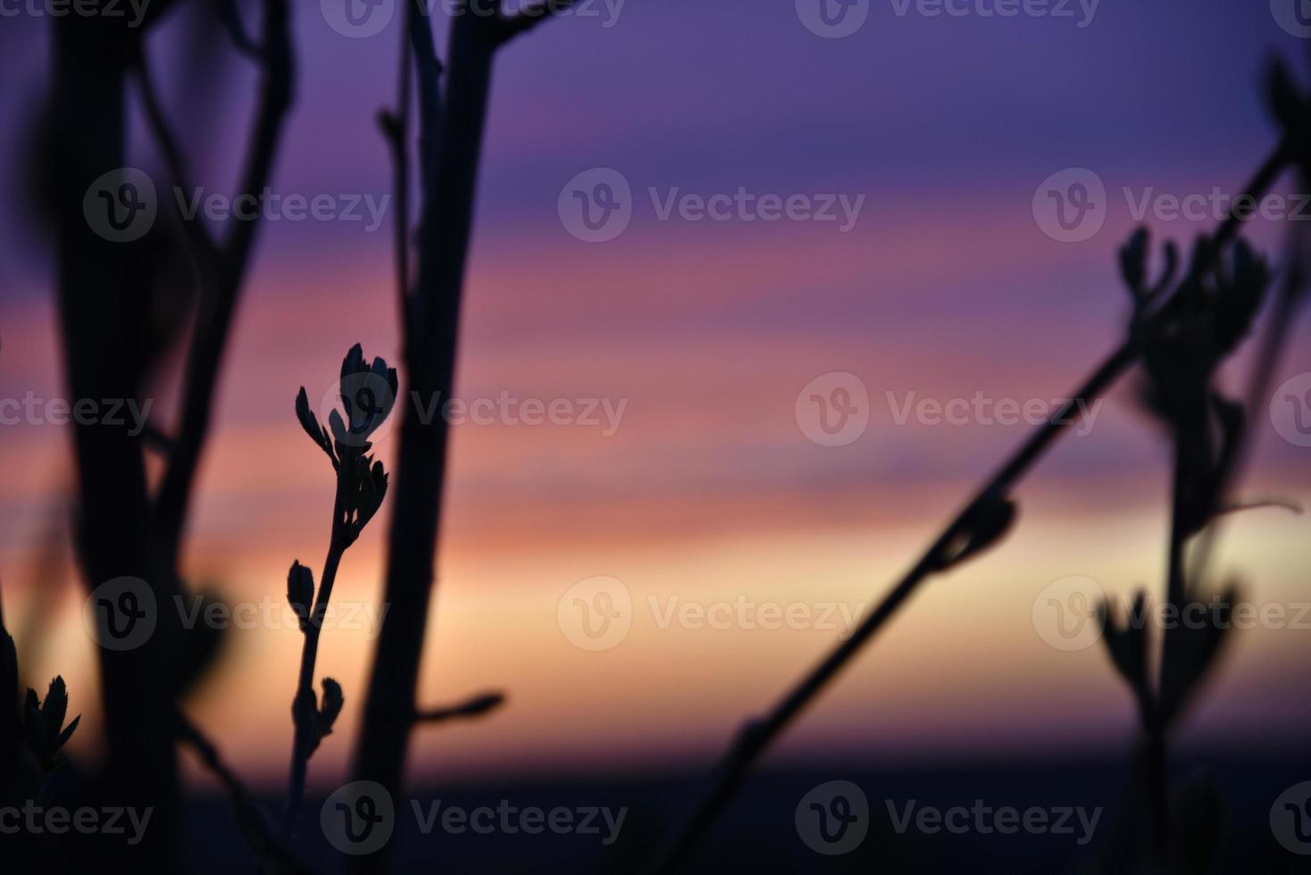 Red and blue evening sunset through the branches of trees photo