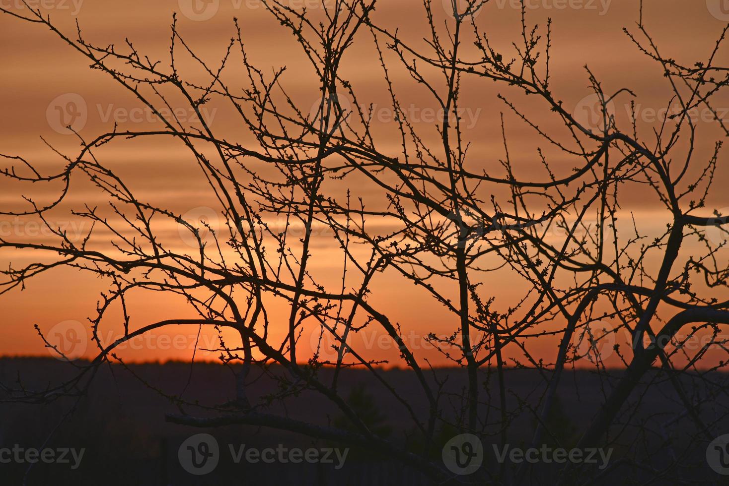 Red and blue evening sunset through the branches of trees photo