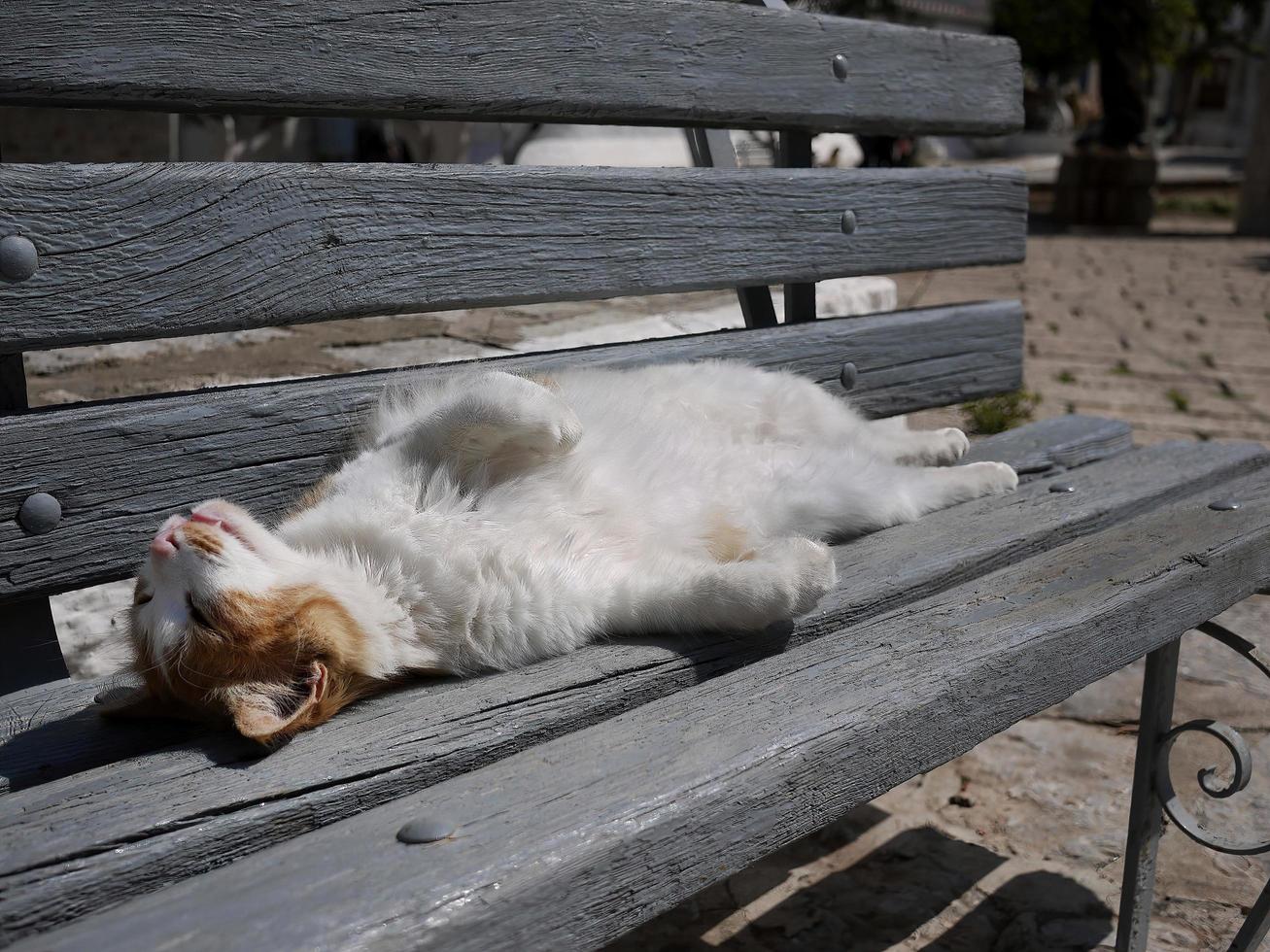un gato tomando el sol en un banco público foto