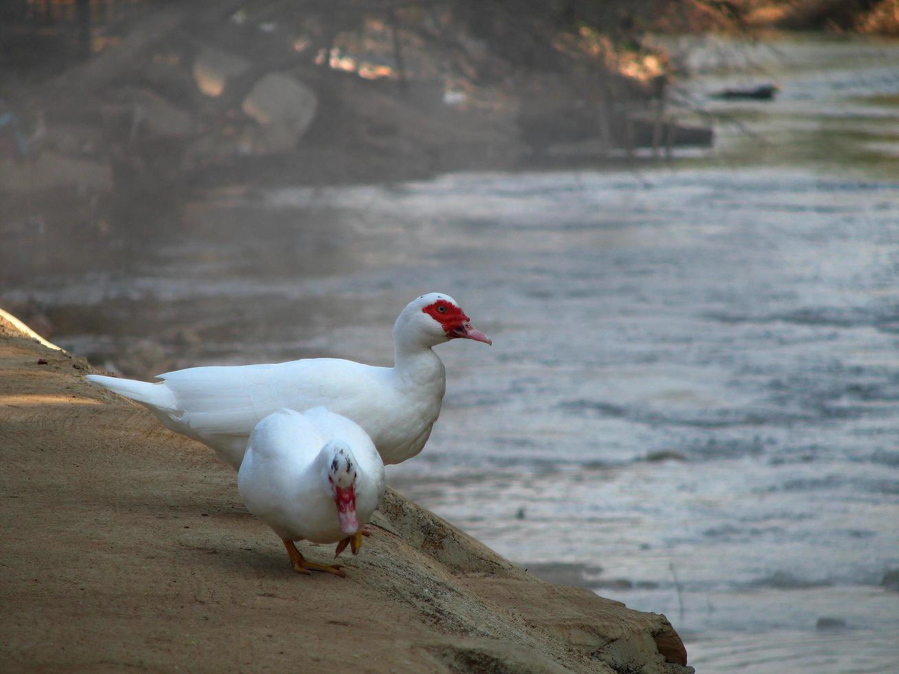 two of white ducks red mouth walking on the river bank photo