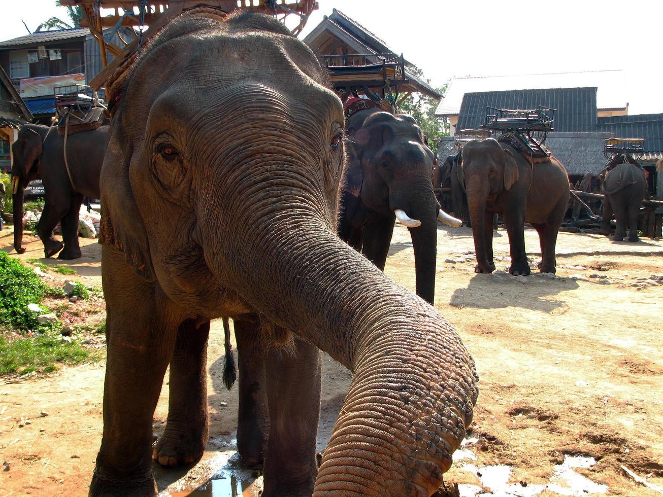 lovely elephant protrude the trunk photo