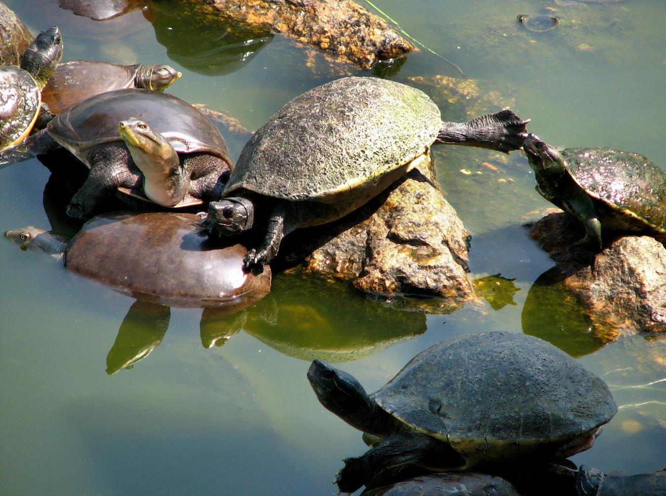 tortuga de caparazón blando jugando con amigos foto