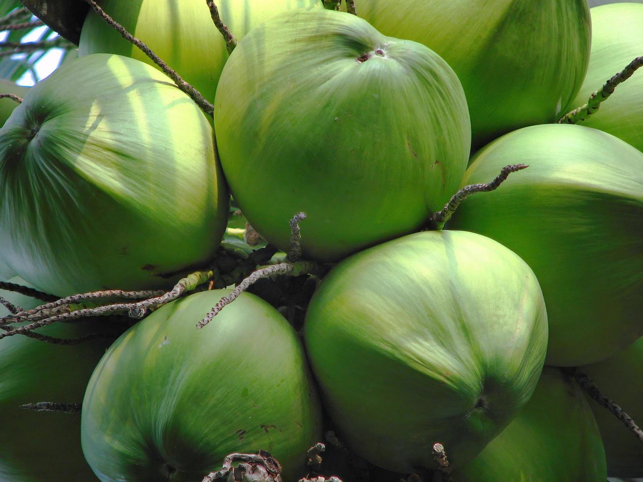 Close up fresh tropical young green coconuts on the trees photo