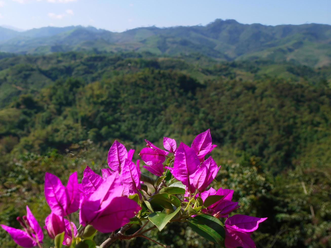 hojas de color rosa en la vista de alta montaña de tailandia foto