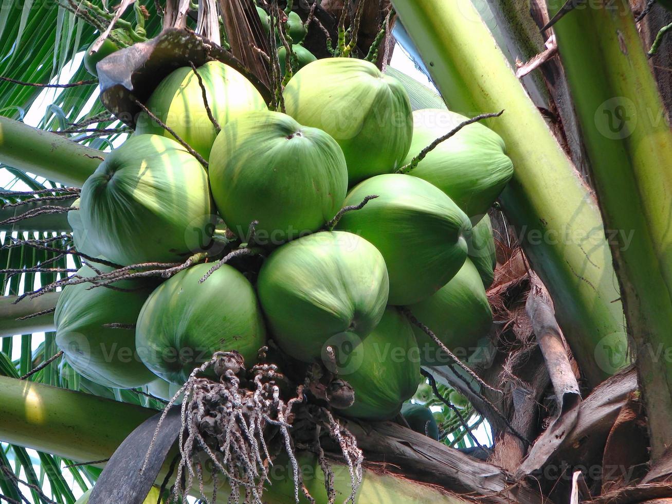 Close up fresh tropical young green coconuts on the trees photo