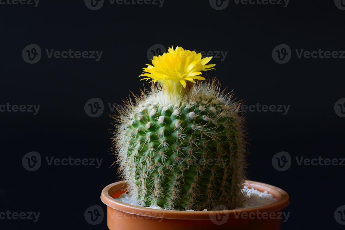 primer plano hermosa flor de cactus amarillo foto